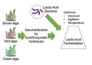 Ferment_MDPI's tweet photo. Production of Lactic Acid from Seaweed Hydrolysates via Lactic Acid Bacteria Fermentation https://t.co/RNUhdjcQmZ #fermentation #lactic_acid #macroalgae #Gracilaria_sp. #Sargassum_siliquosum #Ulva_lactuca https://t.co/9nJDRzduub