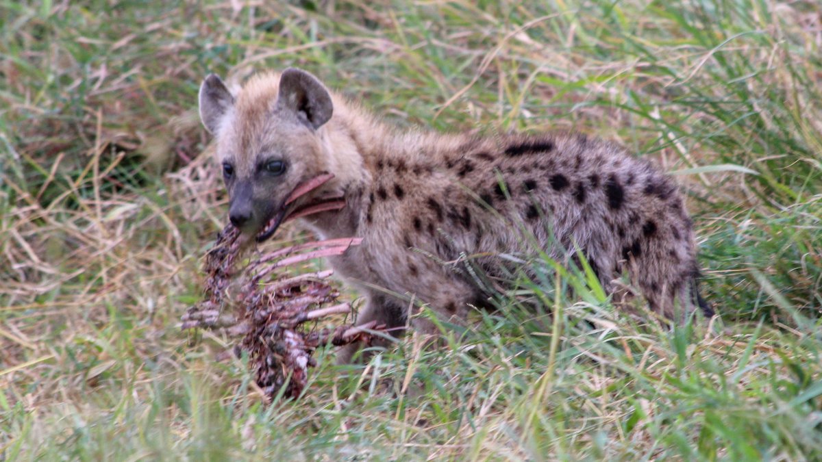 Almost immediately after we arrived, I watched her walk up to a higher ranking cub, grab a chunk of wildebeest ribcage he'd been chewing on, and walk off with it easy as you please. She did not appear to have lost her piratical ways.