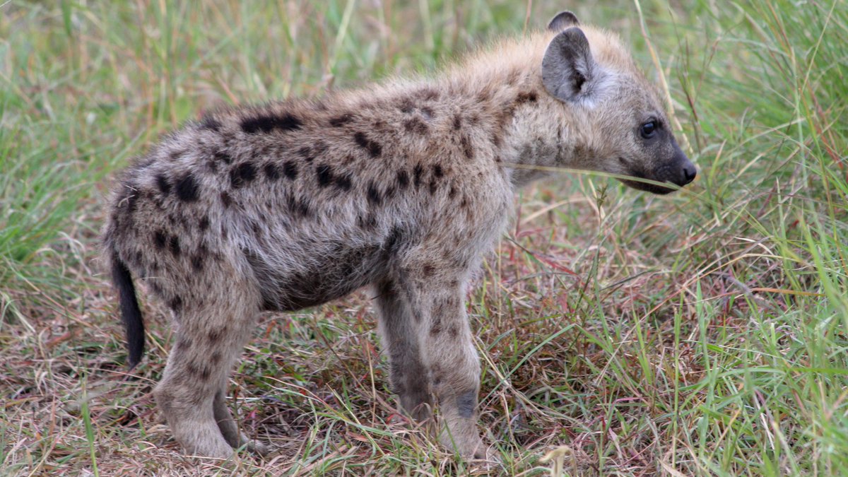 Galloping around the den, alive and well with a nice chubby belly, was O'Malley. She was much smaller than the other cubs her age, but it didn't seem to slow her down at all