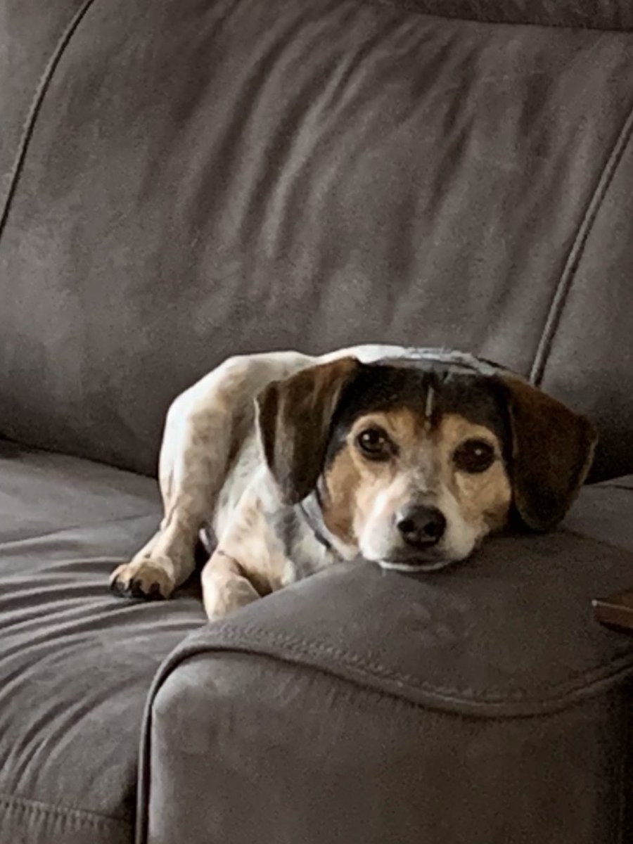 JGDooleyJCS's tweet photo. Rylie 🐶 &amp; Cody 🐱 chilling out on this rainy Monday. #NPSPetAPalooza #NPSRisesAbove https://t.co/oiZNsKogvi