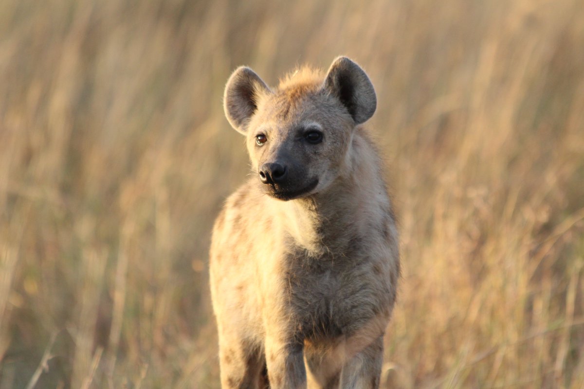 Thus ends the saga of O'Malley (almost). I had the chance to go back to Kenya a year later, and to my absolute pleasure we chanced upon her all grown up. The last I heard she was still doing well and getting close to the age where she'll start to have cubs of her own.