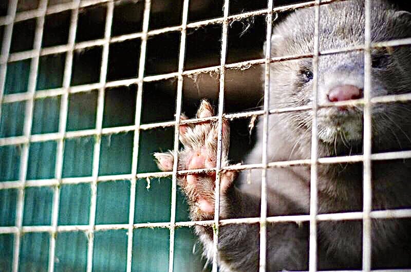 Breaking! #Minks Found To Be Infected With #COVID19 From Humans At Deplorable #FurFarms In The #Netherlands; End Fur Farming! 🙏🚫

READ MORE: 🌍👉 worldanimalnews.com/breaking-minks…