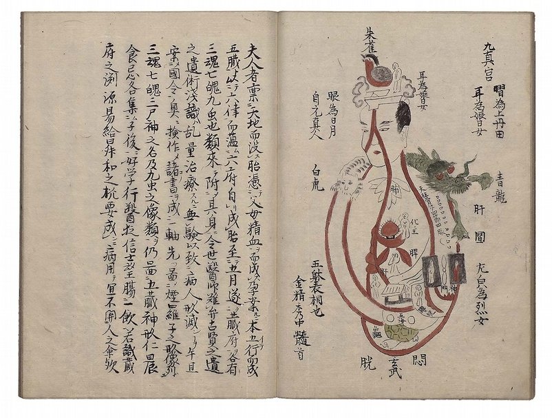 崇寧道人on Twitter 耆婆五臟經 之 九真宮圖 則根據朱雀 青龍 白虎 玄武四個方位來描繪人體結構 內有 自元真人 等字樣 是道教人體結構圖