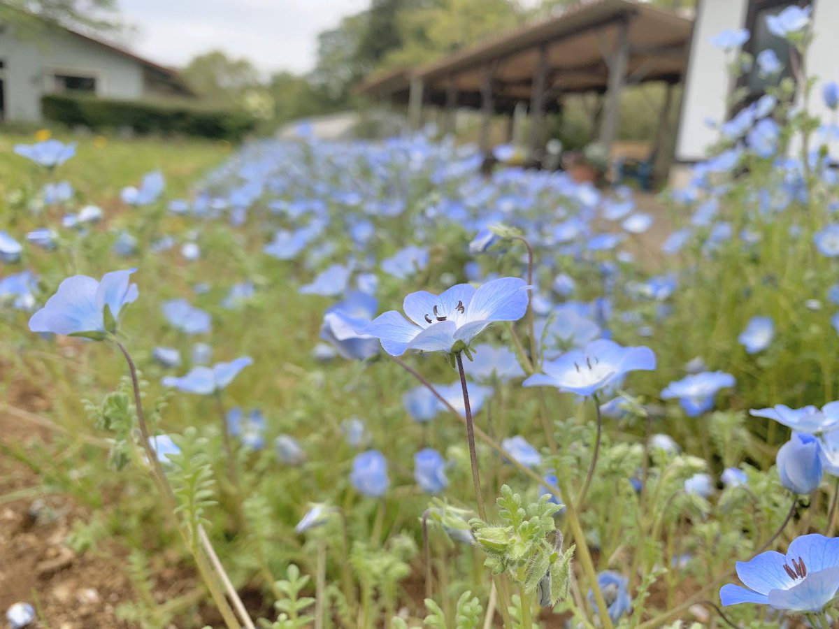 成田ゆめ牧場園芸スタッフ ネモフィラの鮮やかなブルーがとても綺麗です ネモフィラといえばこの品種 インシグニスブルー が有名です ちなみにインシグニスとはラテン語で 優秀な という意味があるそうです 臨時休園 おうちで牧場 休園中の牧場