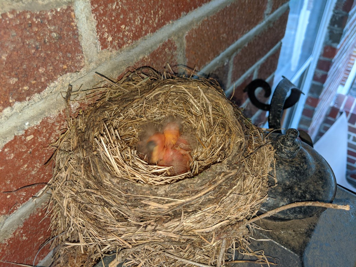 As prophesied by Wikipedia, we have newly hatched babies! Warning, if you've never seen baby birds before, they start off hideous before they get cute.