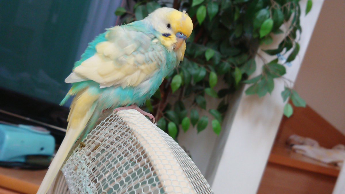 佐藤 翠 娘が日中居て 出てる時間が大分長いので 今は外に出してもおとなしいです セキセイ インコ セキセイインコ 海 鼻の斑といい くちばしの斑といい 何時までも雛っぽい感じがする ひなたと比べても華奢だし かなり軽いからかなぁ