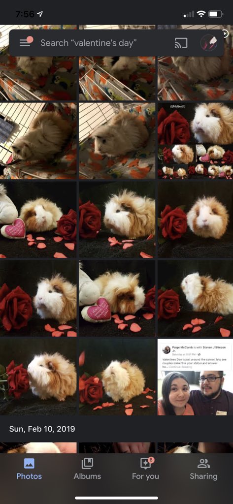 PaigeM610's tweet photo. Aww look at Nibs! @michbro85 I was going through my google photos and I still had these saved 😍 https://t.co/XQHtJlDMMM
