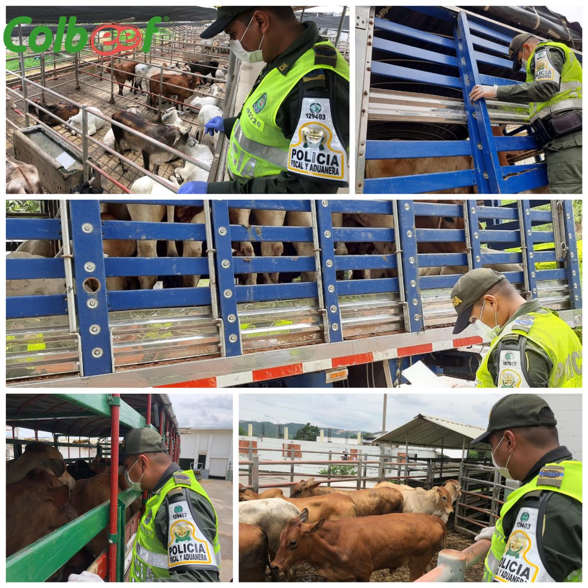 ColbeefOficial's tweet photo. La familia Colbeef quiere hacer público el reconocimiento a la Aduana de @DIANColombia y a los héroes de la @PoliciaAduaneraBucaramanga que en medio del aislamiento preventivo obligatorio, siguen cumpliendo y dando resultados en la lucha contra el contrabando. #TodosPodemos. https://t.co/HH0cVdLZGe