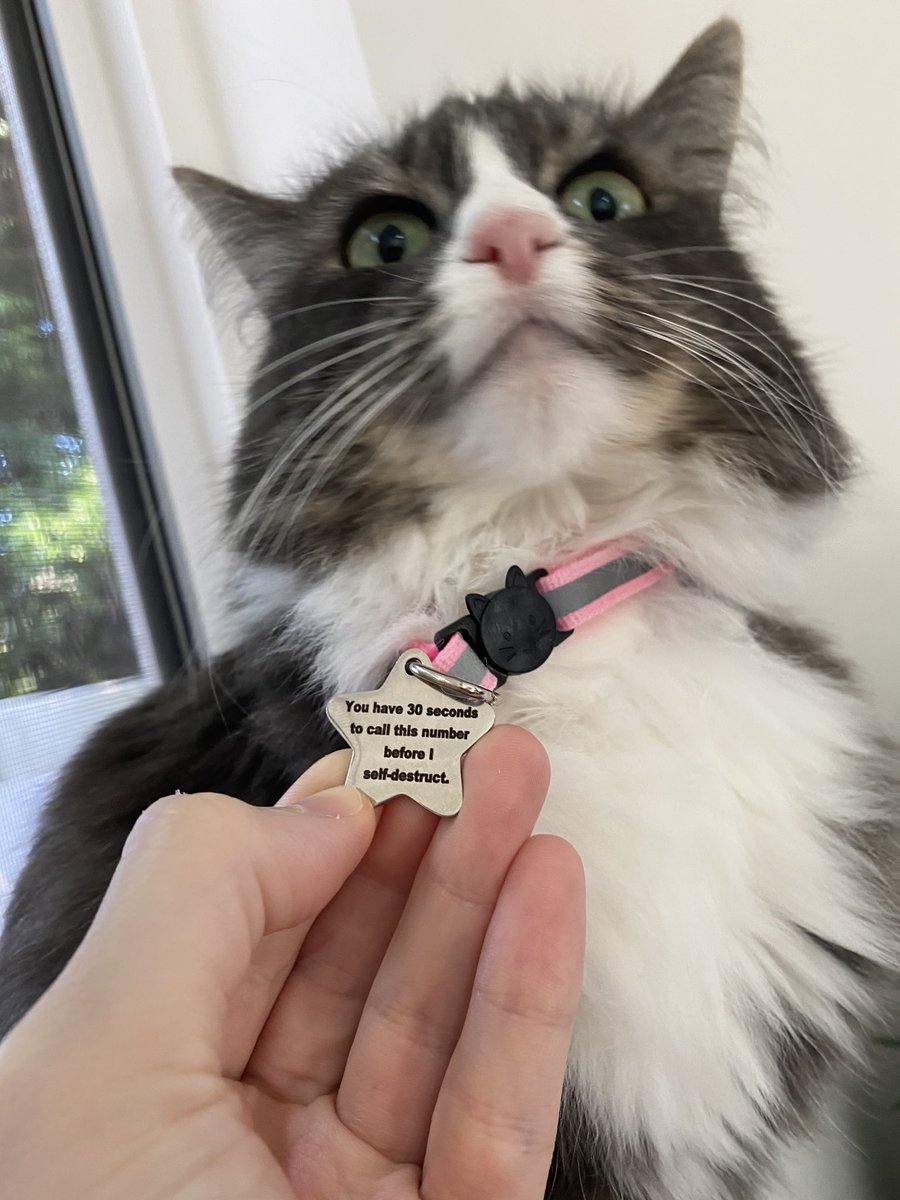 ColesTwitt3r's tweet photo. finally got my cat an ID tag! https://t.co/q8FSjJdLqh