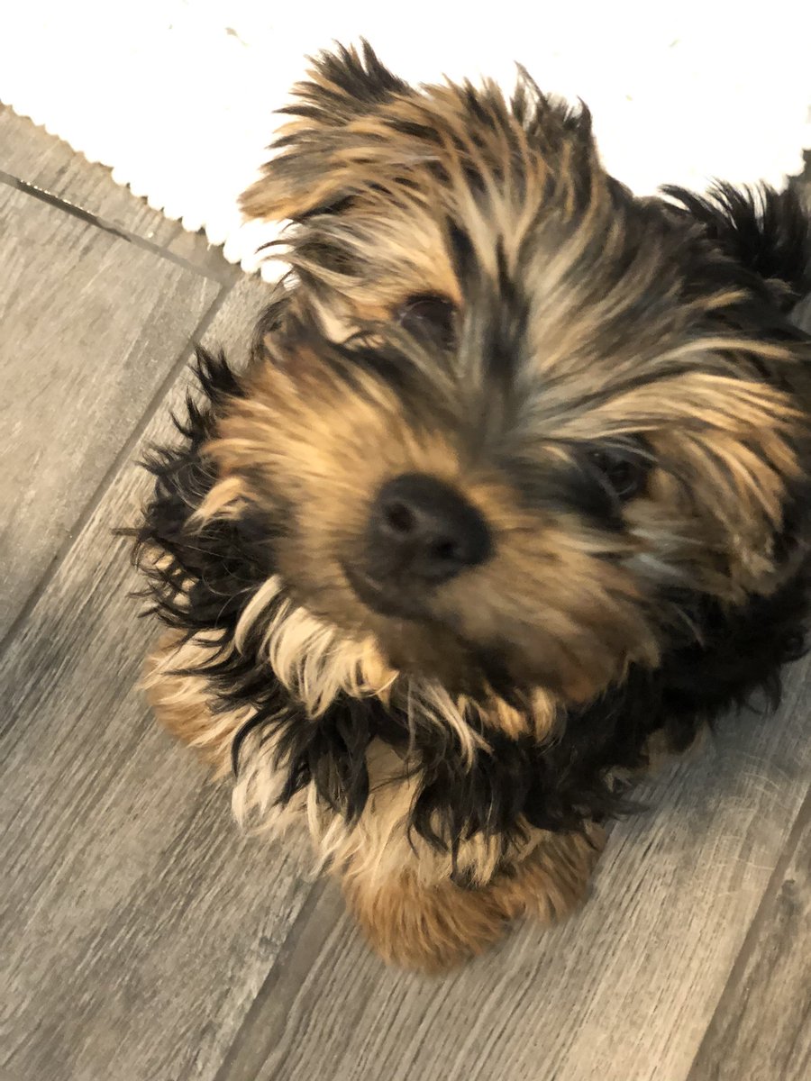 panachestaging's tweet photo. Have you met our new mascot #Sophie? She is a #Yorkie and super smart! With any luck she will be helping us stage in no time. Lol https://t.co/Kx48Pfz1hO