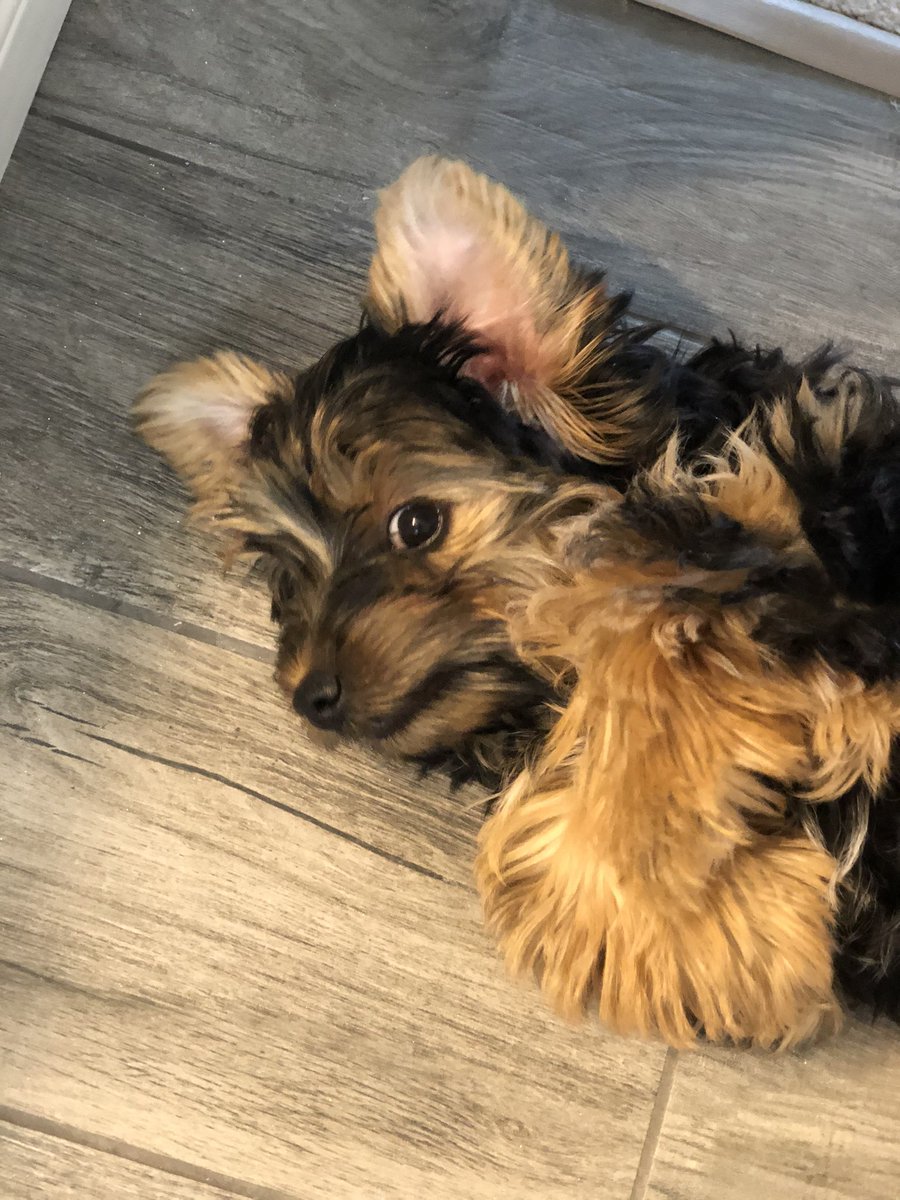panachestaging's tweet photo. Have you met our new mascot #Sophie? She is a #Yorkie and super smart! With any luck she will be helping us stage in no time. Lol https://t.co/Kx48Pfz1hO