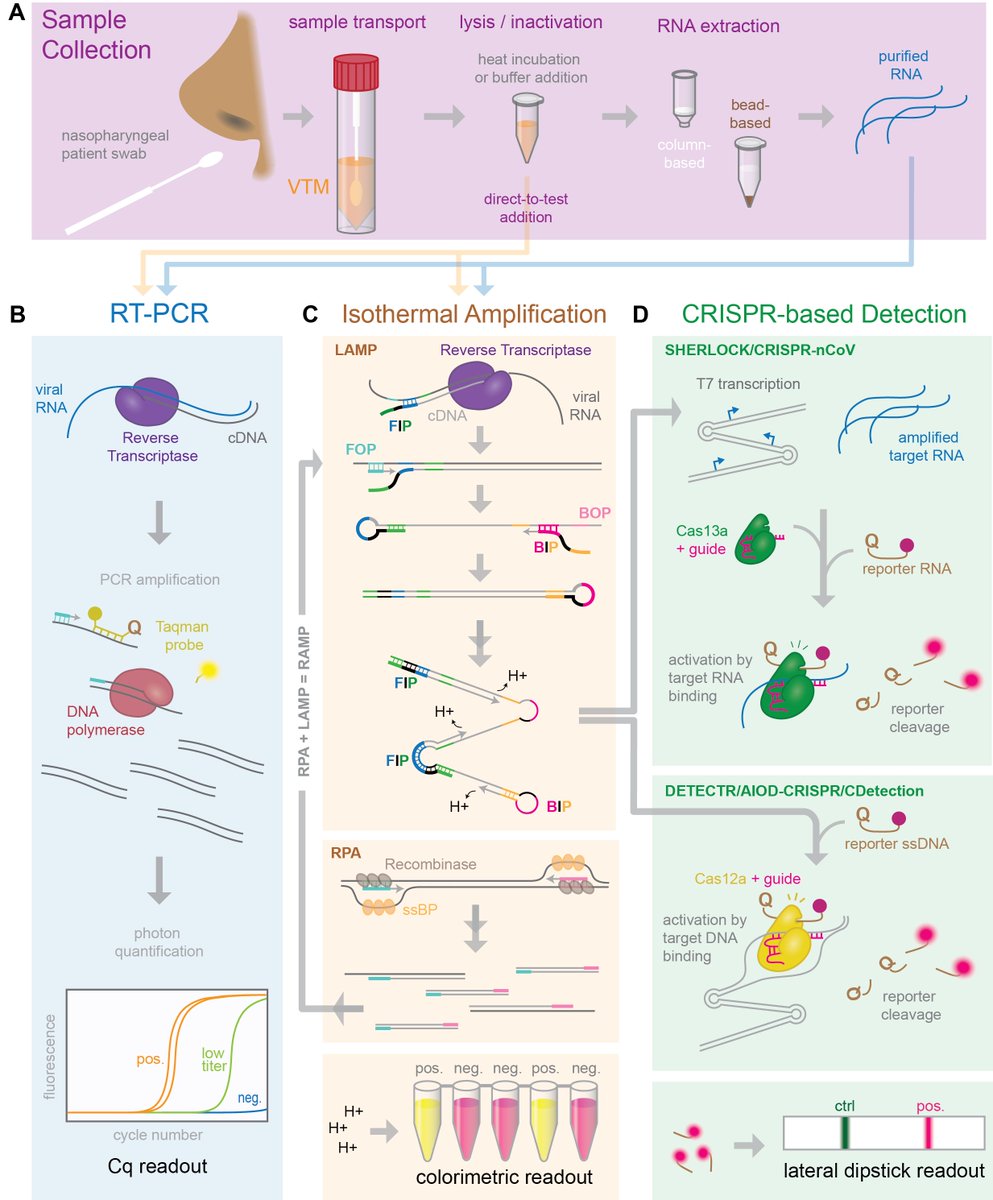 There have been so many new preprints and articles published on nucleic acid testing for COVID-19 👏 So we decided to write a review! We've done a quantitative comparison of the costs, workflow, LOD, and more for each method. 👉 gitlab.com/tjian-darzacq-…