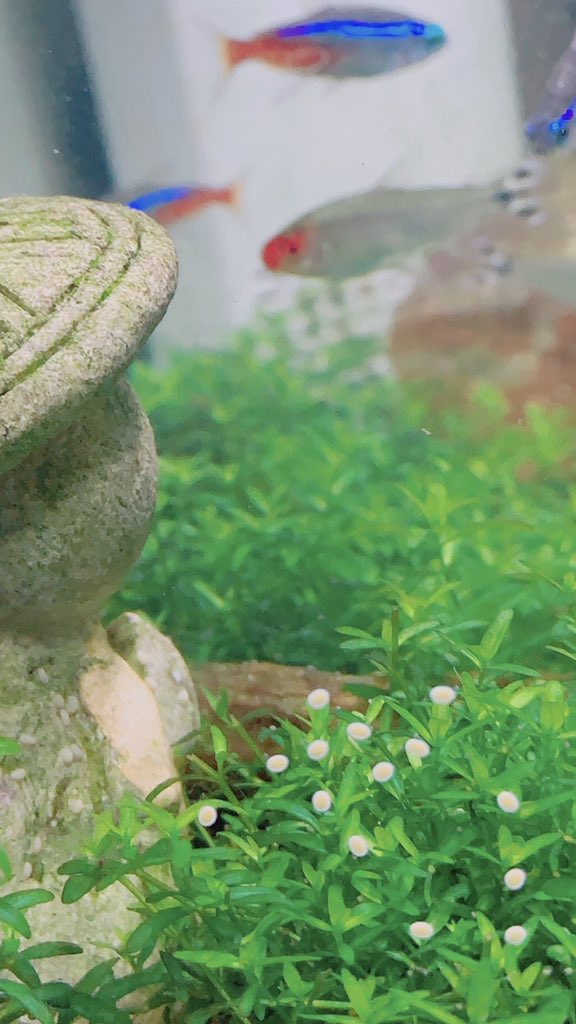 卵量産 卵量産