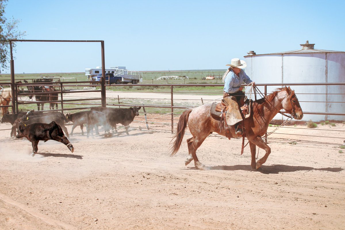 Parents dragging their kids to school after the #covid_19 

#springbranding #newmexicocowboys #texascowboys #brandingseason #socialdistancing