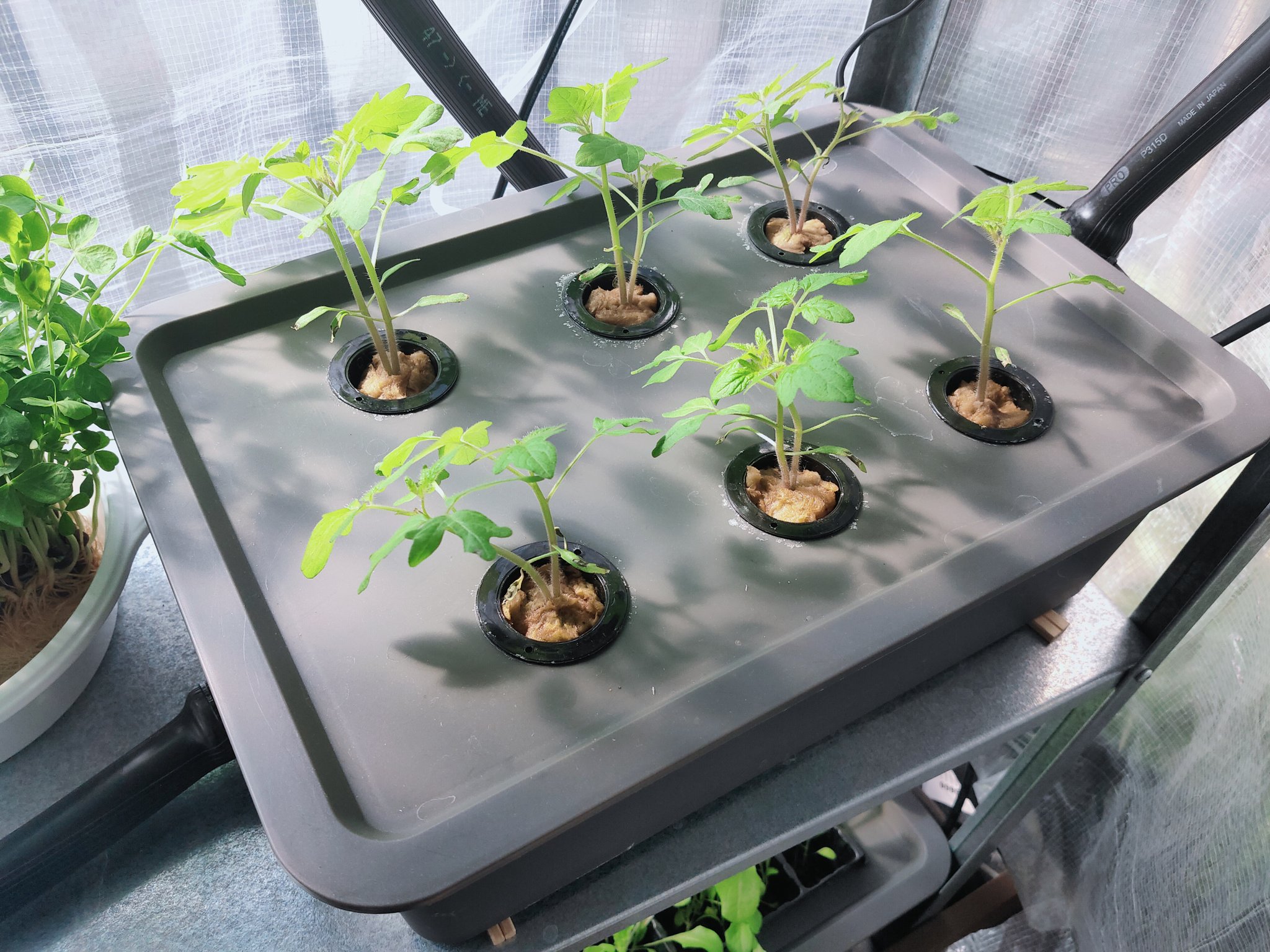 Zaabii 冬に作った水耕栽培装置をベランダに置いて2週間前に定植した苗たち 暖かくなって成長が早くなってきた アパートは風が強いのでikeaの棚に温室になるカバーかけて守ってます 2枚目 グリーンリーフレタス 3枚目 プチトマト 4枚目 バジル