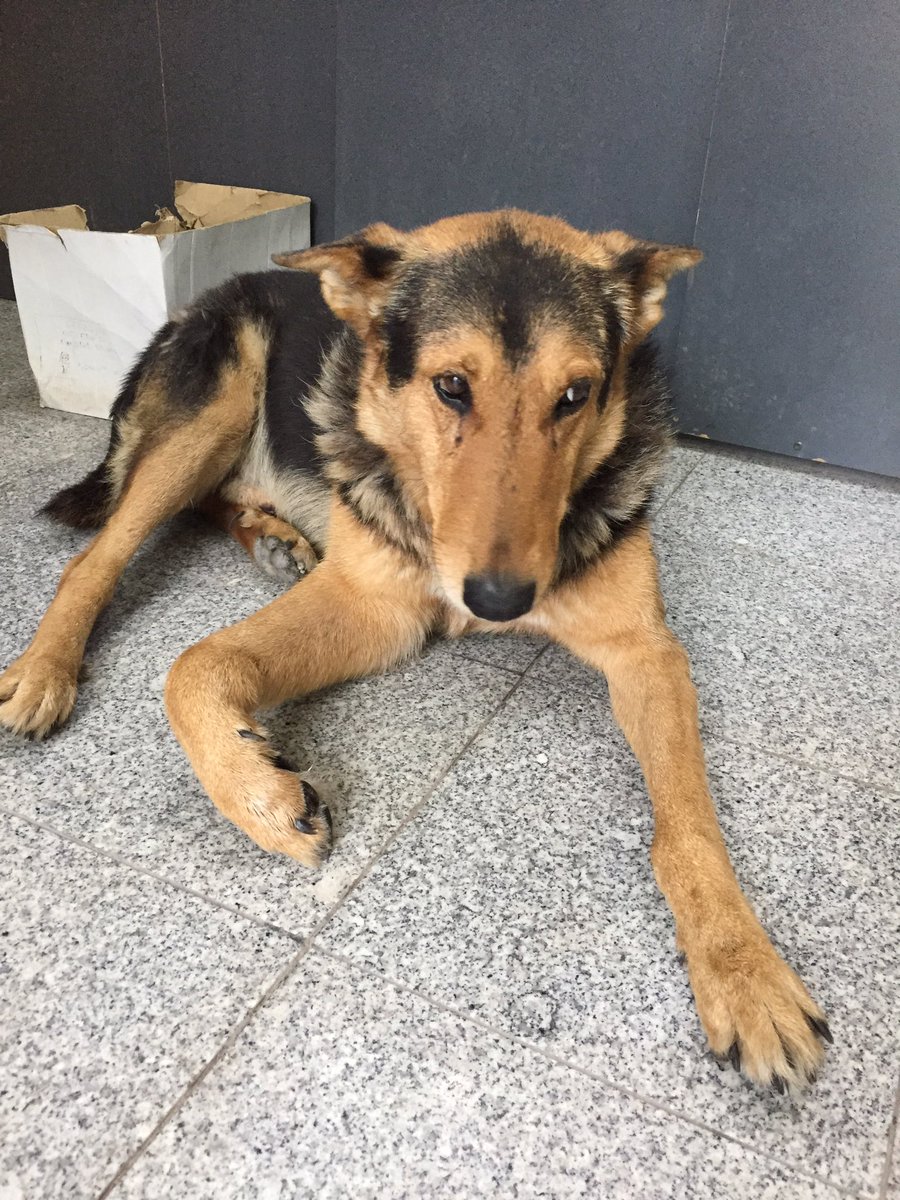 amiguitosdexahi's tweet photo. OREJA necesita de tu colaboración!

Pisaron su patita al hacer marcha atras un auto.

Mañana le haremos una radiografía y el veterinario nos dirá como seguir.. 

Colabora donando dinero en nuestra web o envianos por mercadopago! https://t.co/8JOTdkcsGA