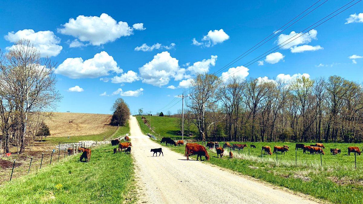 natecrane's tweet photo. Always a great day when moving cows across road to grass. #EatBeef https://t.co/ybEqnf2fGz