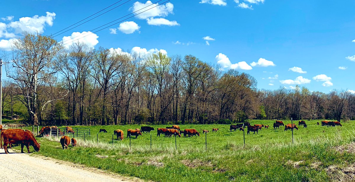 natecrane's tweet photo. Always a great day when moving cows across road to grass. #EatBeef https://t.co/ybEqnf2fGz