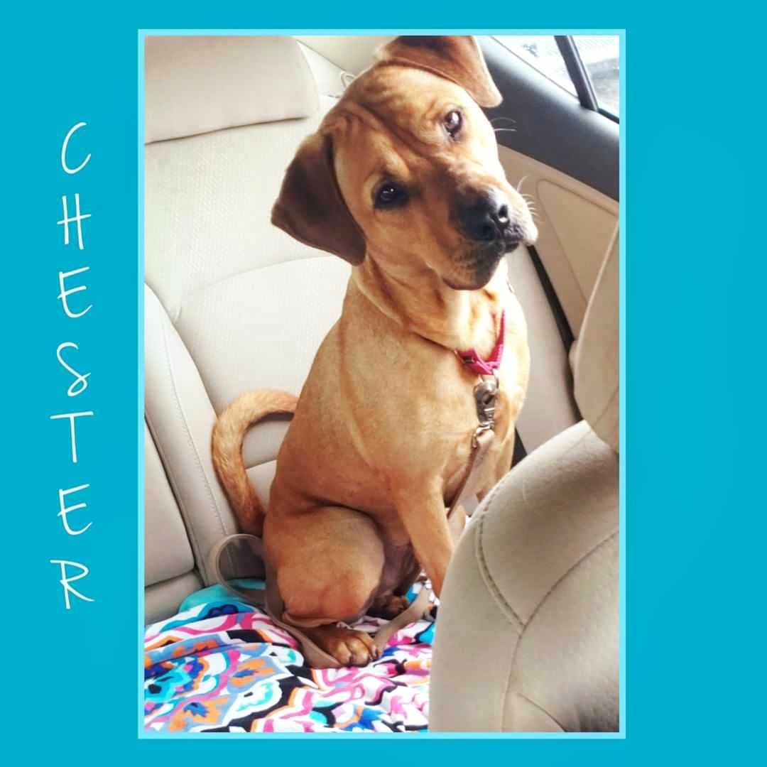 EvergladesDogs's tweet photo. How can anyone resist this sweet face! Chester is a sweet 2 yr old boy who is need of a strong, active furever best friend. Chesters favorite things are treats, long walks, car rides, and people watching! Please contact us at 1-800-511-DOGS for more info on this handsome guy! 🐾 https://t.co/4mgi1Apbhv