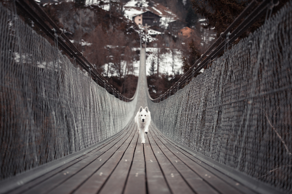 PawifyP's tweet photo. Time for an adventure! Just keep your distance #dogventure 
#dogsofinstagram #dogstagram #dog #dogs #doglovers https://t.co/HFzf0wlBdI