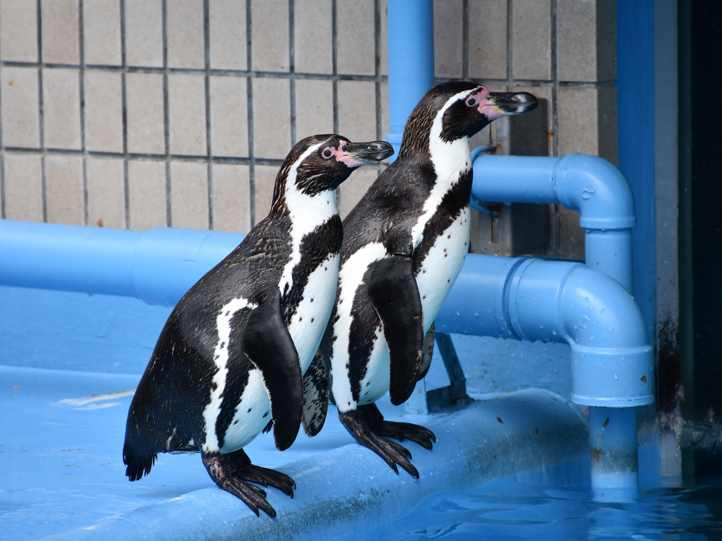 ペンギン大百科 195夜 『ペンギン大百科』 トニー・ウィリアムズほか − 松岡