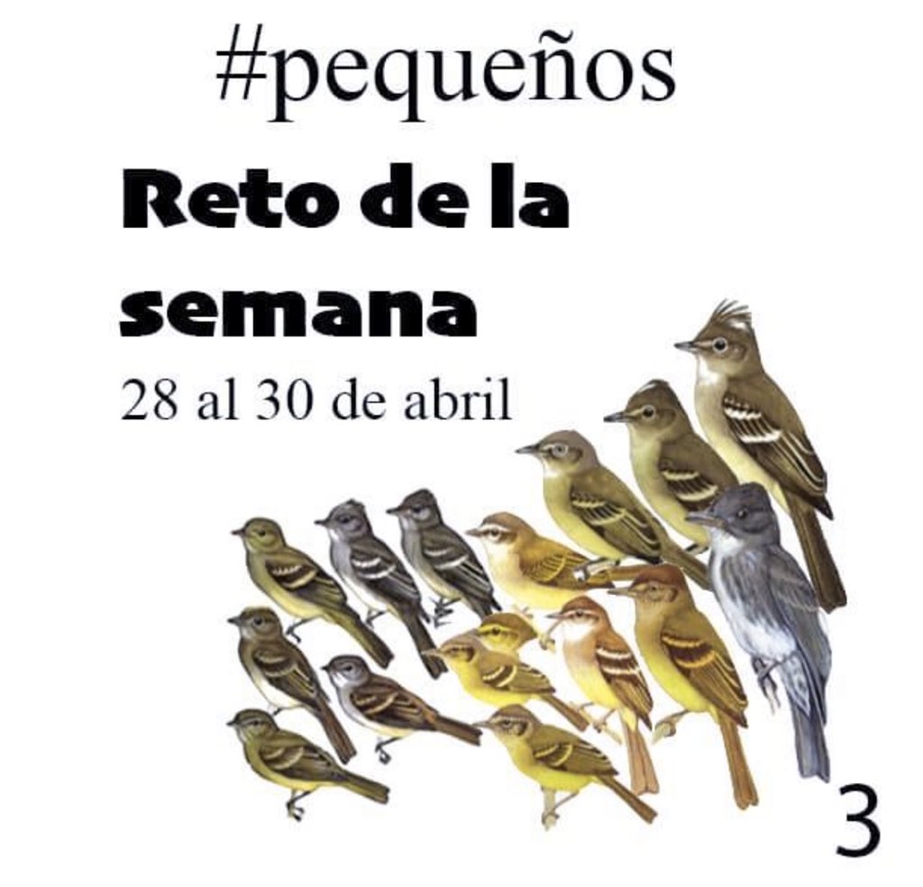 AvesdeVenezuela's tweet image. Seguimos con la actividad derivada del reciente Taller de Atrapamoscas, el reto fotográfico que ayudará a poner en práctica lo aprendido.

#RetoAtrapamoscas
#pequeños 

Estos son los atrapamoscas más pequeños que agrupan a 
1.- #horizontales
2.-#erguidos  
3.-#orejeritos