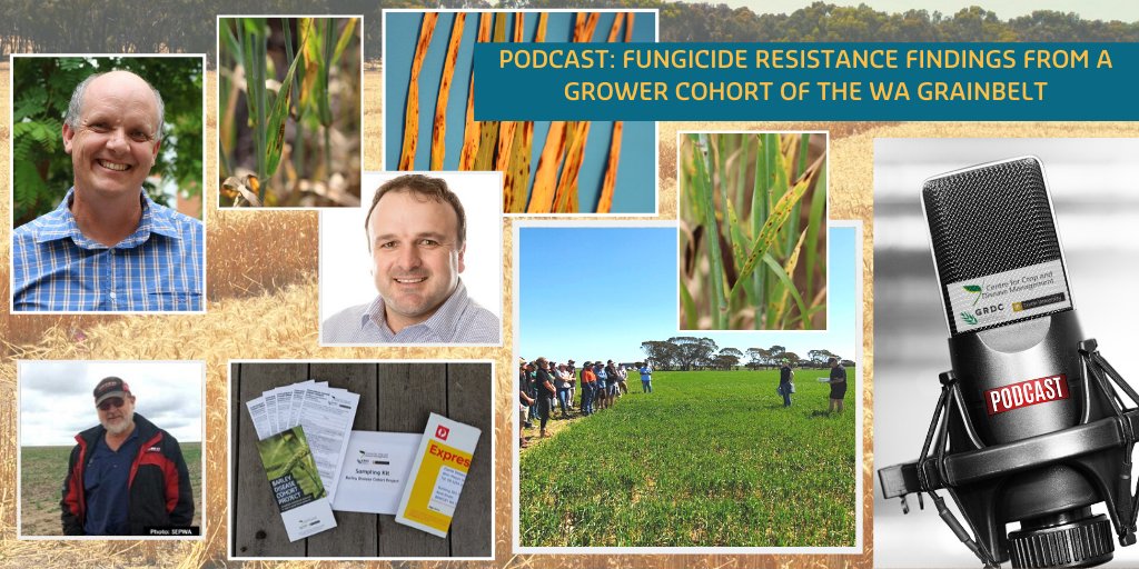 CCDM (@theccdm) on Twitter photo Barley grower cohort results are in & our latest podcast is out. Hear how our work with growers is helping reduce the mystery of net blotch resistance in WA. Grower Dan Sanderson, <a href="/Farmanco/">Farmanco: Analyse - Innovate - Grow</a> agronomist Chris Robinson sharing what it means for them buff.ly/2xVUqcT Barley grower cohort results are in & our latest podcast is out. Hear how our work with growers is helping reduce the mystery of net blotch resistance in WA. Grower Dan Sanderson, <a href="/Farmanco/">Farmanco: Analyse - Innovate - Grow</a> agronomist Chris Robinson sharing what it means for them buff.ly/2xVUqcT