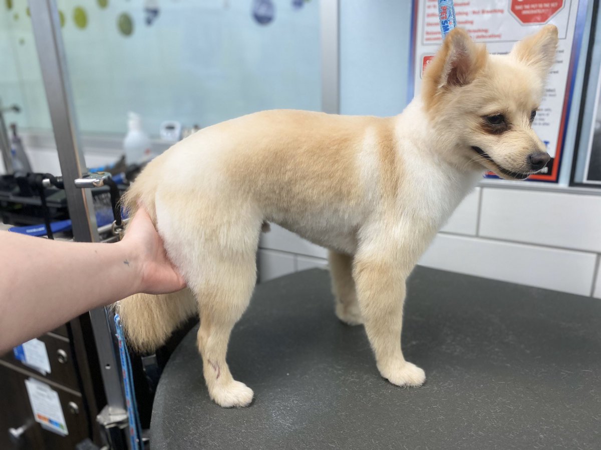 Had a blast groom today at Petsmart in Denham Springs! 

#lifeatpetsmart #fortheloveofpets #petsmart #petsmartgrooming #loveyourjob #lovecareer #petsmartgroomers #datlife