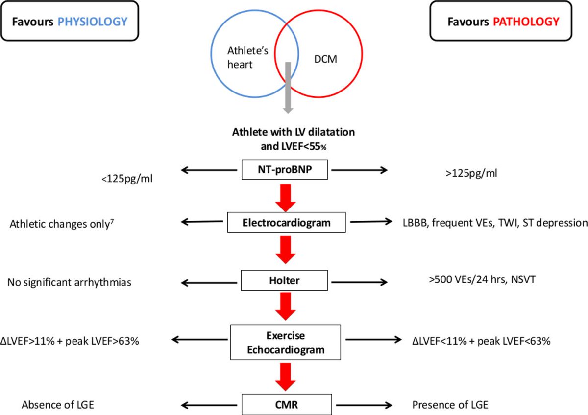 ottoecho's tweet photo. Differentiation between athlete’s heart and dilated cardiomyopathy in athletic individuals https://t.co/Y0efQFbqz7 https://t.co/2KkrHs26dT