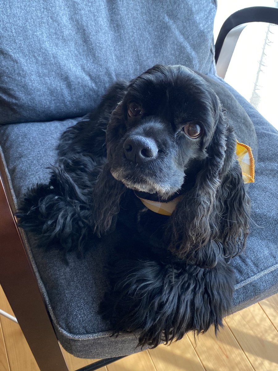 Tama お父さんのお気に入りの椅子でのんびり お父さんに内緒だよ アメリカンコッカースパニエル 黒コッカー あめこか大好き わんこ大好き