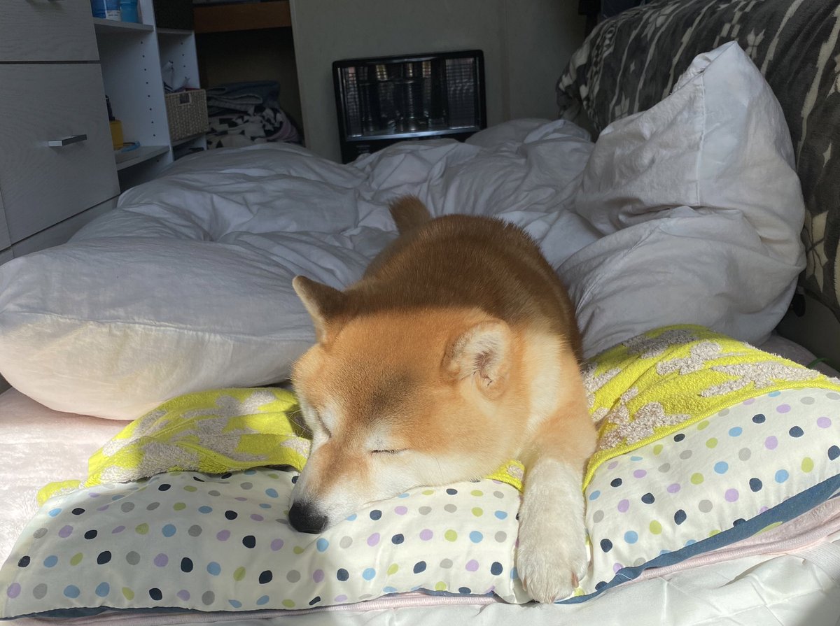 shibaurimaru's tweet photo. あまりにも気持ちよさそうだからなかなか起こせない😅 https://t.co/AzJoviHTeM
