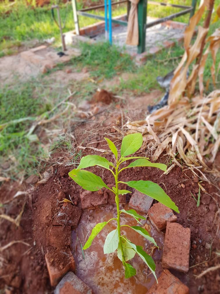 growa_tree's tweet photo. The environment is always safer with friends like @washingtonzhaka who even under #LockdownZim won't stop giving back to mother nature #StayHome #ATreeALifeAFuture #GrowATreeToday https://t.co/bBwBwZM59L