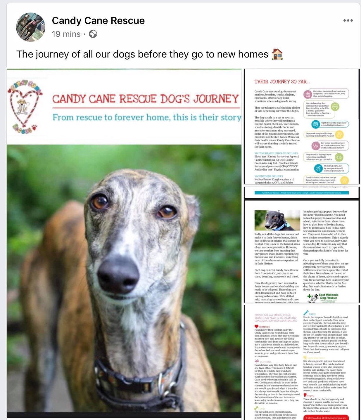 raised dog bowls for greyhounds