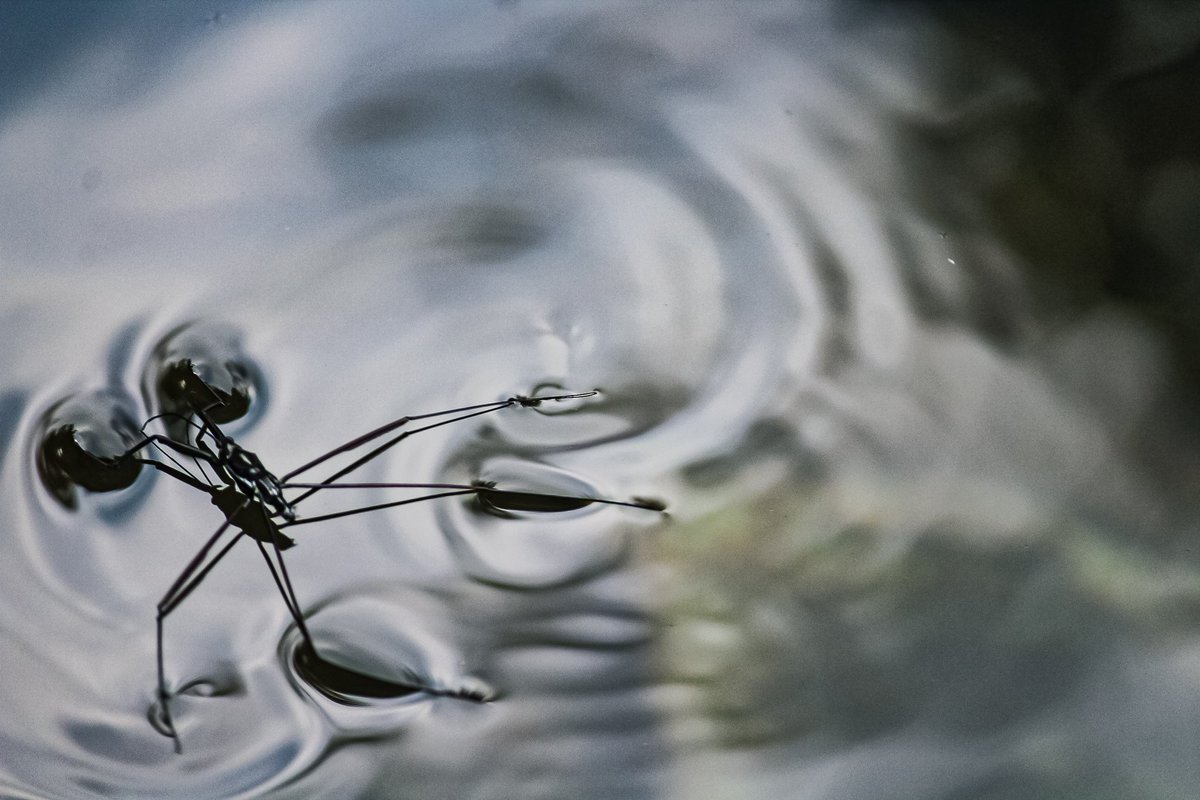 manncyclopedia's tweet photo. #waterstriders #river #insects https://t.co/h70FaVhmn7