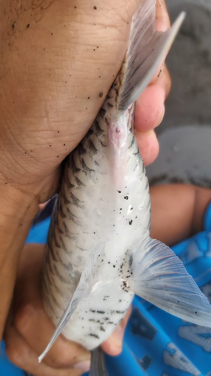 DJPBD_BPBAT Tatelu tweet media