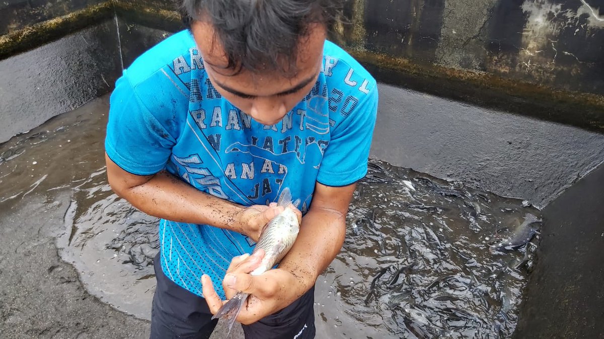 DJPBD_BPBAT Tatelu tweet media