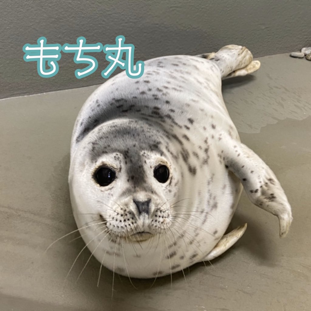 旭川市旭山動物園 公式 ゴマフアザラシのこどもたちの名前が決まりました ぽちゃ丸のこどもが もち丸 まめのこどもが うるち です 性別はどちらもオスです 旭山動物園 Asahiyamazoo ゴマフアザラシ Spottedseal あざらし館 もち丸