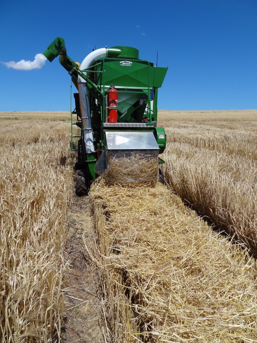 Blakely Paynter (@blakelypaynter) on Twitter photo OPPORTUNITY FOR A TECHNICAL OFFICER
Want to work at <a href="/DPIRDbroadacre/">DPIRD Broadacre - WA Grains & Livestock</a> on a project assessing how we can successfully grow higher protein malt barley (11.5-13.5%) in Western Australia for a brewing customer in China? Apply here bit.ly/2VH4waC OPPORTUNITY FOR A TECHNICAL OFFICER
Want to work at <a href="/DPIRDbroadacre/">DPIRD Broadacre - WA Grains & Livestock</a> on a project assessing how we can successfully grow higher protein malt barley (11.5-13.5%) in Western Australia for a brewing customer in China? Apply here bit.ly/2VH4waC