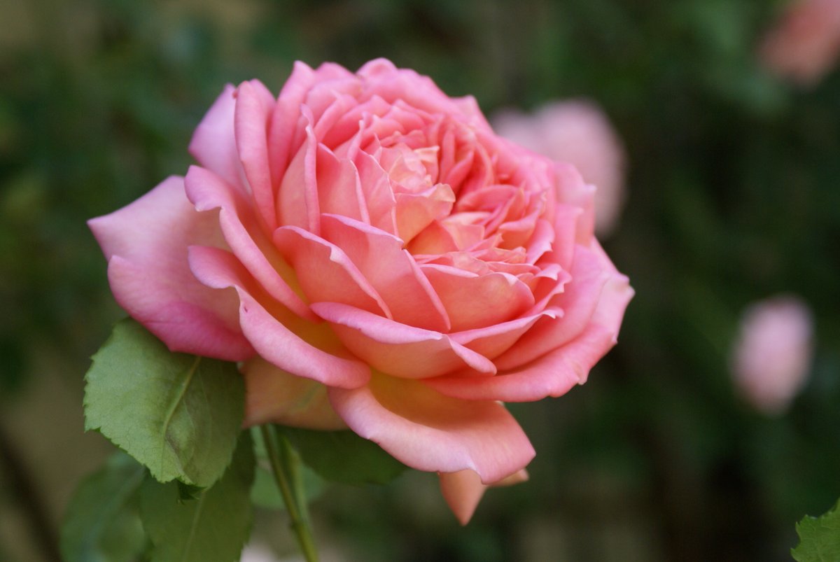 柘榴さんちの薔薇のお庭 Togetter 柘榴さんちの薔薇のお庭 Togetter
