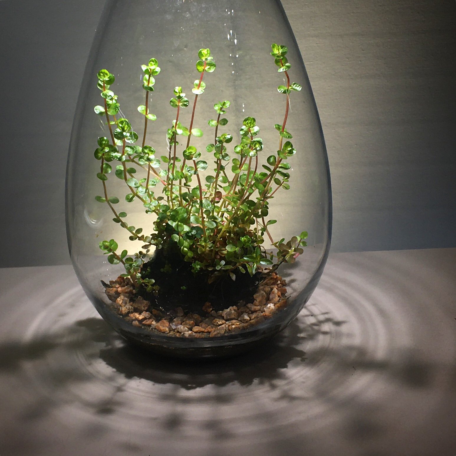 Mosslight Led Led照明付テラリウム Stayhome 簡単にテラリウム を楽しむアイデアです Adaの 詫び草 を入れるだけで水草のテラリウム完成 水上葉としてトリミングしながら1年近く生育しています 水草テラリウム T Co G4ftmbrh5o Twitter