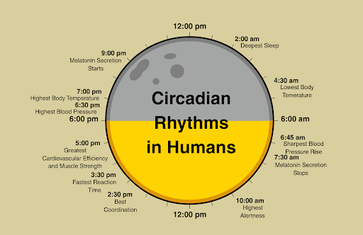 – synchronised with the day/night cycle. Desynchronisation of our internal (circadian rhythm) clocks has been linked to a number of health problems.