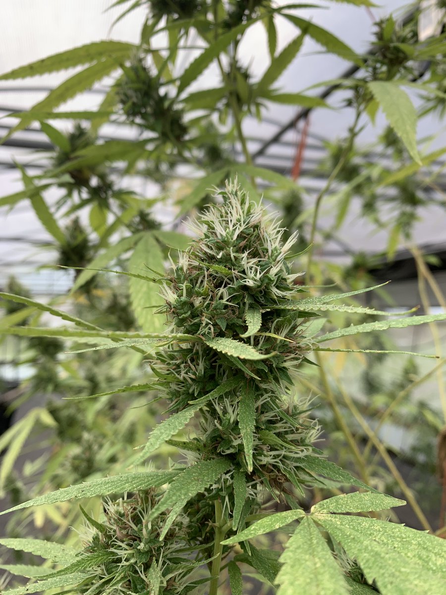 IsoSpecHealth's tweet photo. Have a look and see first hand what we infuse into our products 🌱 #isospechealth #cbd #hemp #hempoil https://t.co/7WN51a8H1X
