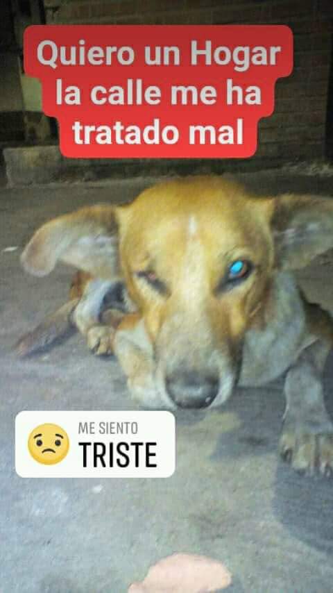 aidalopezmendez's tweet photo. Este perrito vive en las calles del cementerio del Sur. Es muy manso.  No se sabe defender de otros perros. Perdió un ojito debido a un golpe. Necesita ayuda urgente
Contacto: 0426-3173433
@PerroUsuario @anitavidalp @jjjs1954 @sol651 @Tango_BME @MASCOTASDECALLE @apoyocanino https://t.co/yZbAhUAZPZ