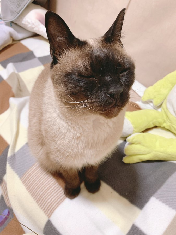 最近のナデナデ事情
ご覧くださいこの見事な撫で待ち顔
 #シャム猫あずきさんは世界の中心 