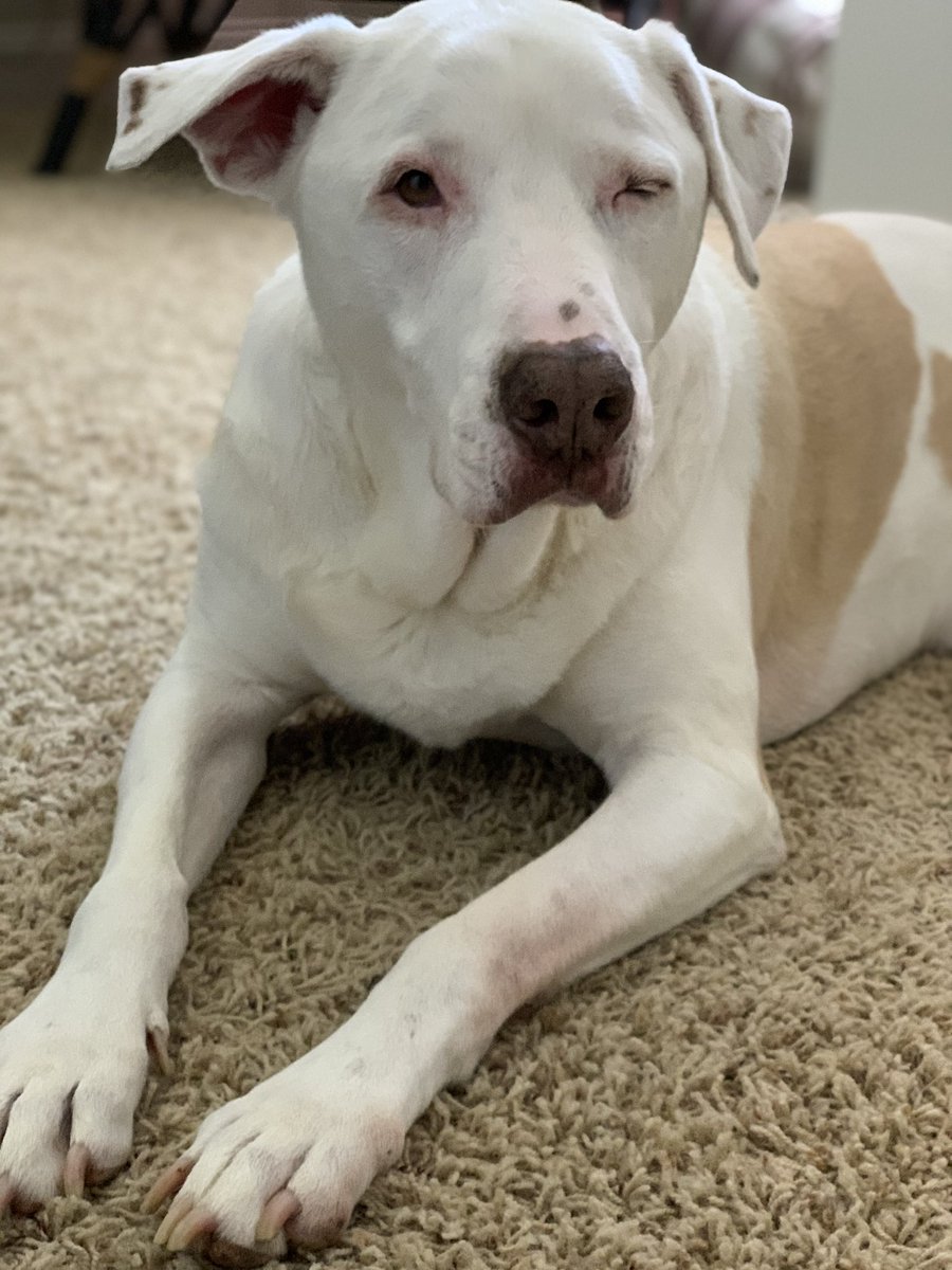 BioMosley's tweet photo. Quick, dad has the cam pointed at me... I better wink!
#DogDad #ThatEar https://t.co/wIrcpJRinp