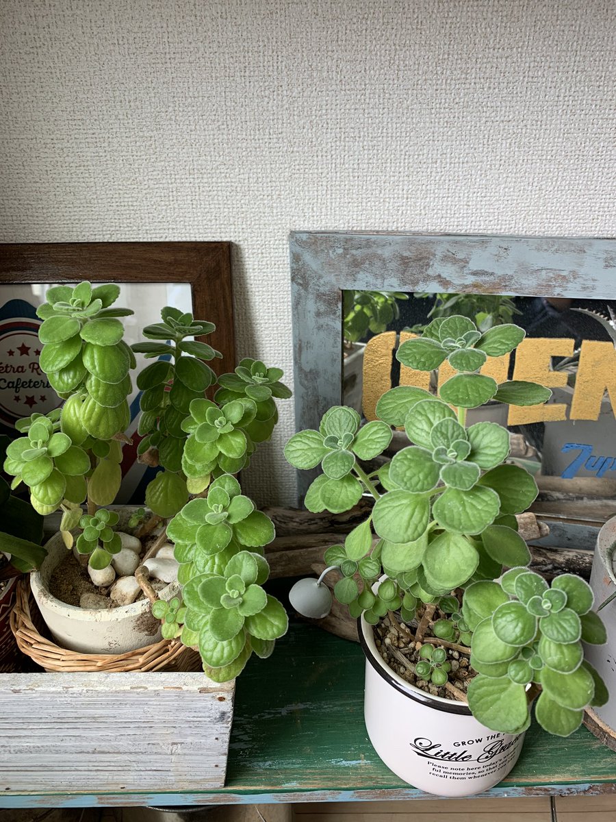 フランジェリコ 植物たち日光よく中 W その中でもアロマティカスがオススメ 肌触りのいい葉っぱは何とミントのような香りがします そして観葉植物なのに紅茶に入れたり料理にも使えるよ W バッ