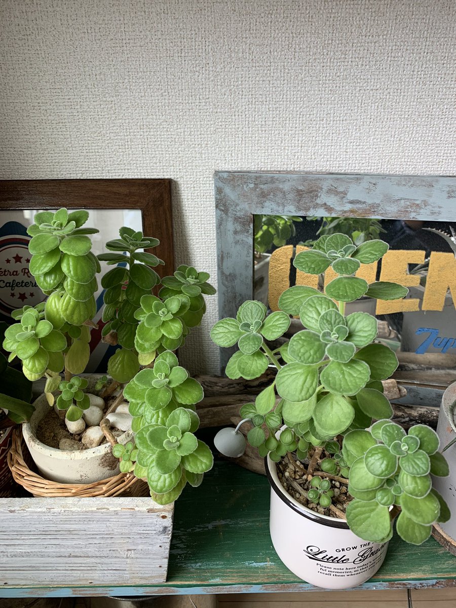 フランジェリコ 植物たち日光よく中 W その中でもアロマティカスがオススメ 肌触りのいい葉っぱは何とミントのような香りがします そして観葉植物なのに紅茶に入れたり料理にも使えるよ W ﾊﾞｯ