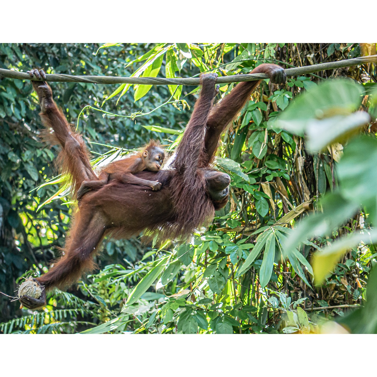 Sepilok Orangutan Rehabilitation Centre. Sepilok, Malaysia.
.
.
#orangutan #orangutang #sepilok #sepilokorangutanrehabilitationcentre #primates #primatesofinstagram #primatesanctuary #nature #naturephotography #naturelovers #nature_perfection #naturepics #travelgram #alisonanddon