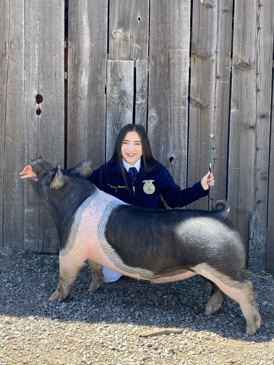 JanessaJimenez8's tweet photo. Fair week 🐷🤍
#lbffa 
#tigerfairweek 
@LosBanosTigers 
@LosBanosFFA https://t.co/637oYMAObS