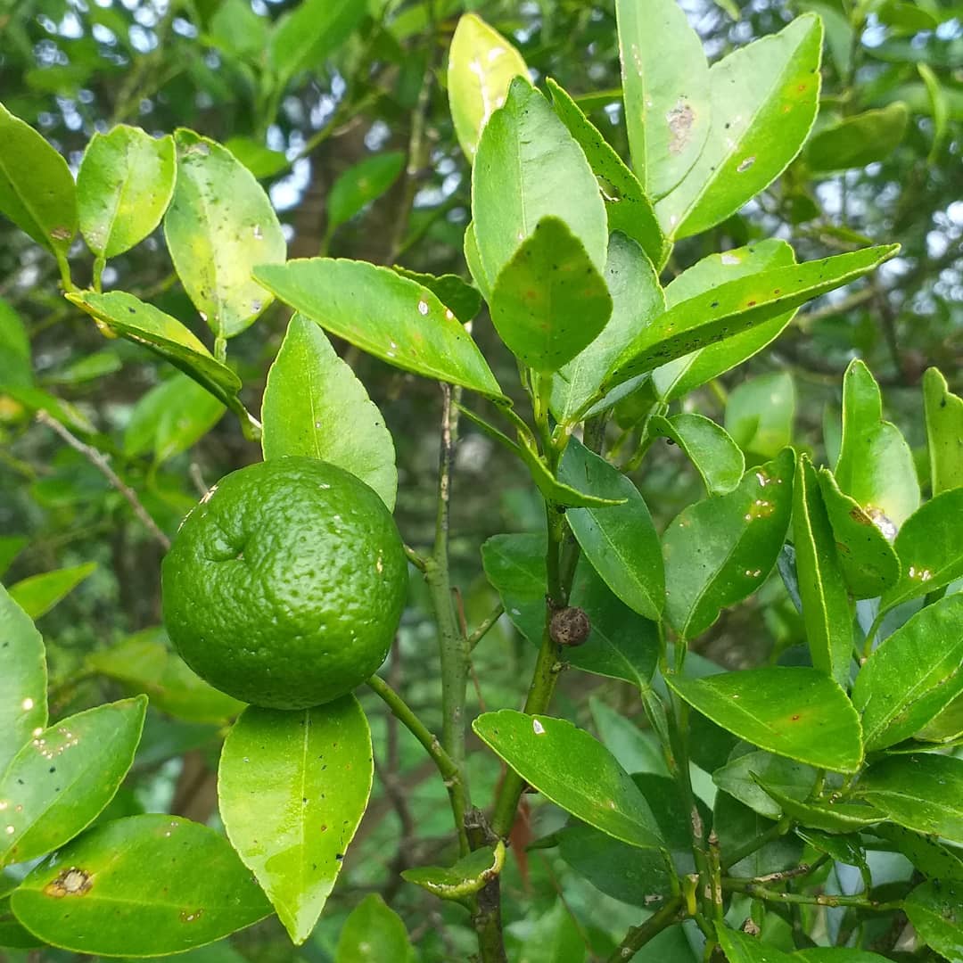 BSBAgatho's tweet photo. Jenis komoditas pendamping dapat berupa tanaman semusim, herbal, atau tanaman keras. 2 jenis diantaranya yang dapat dilihat di lahan #bsbagatho antara lain tanaman jeruk dan pisang. 

#agathofarm #binasaranabakti #kebunsayur #kebunorganik #sayurorganik #diklat #diklatbsb https://t.co/mQ9LqoZ2zp